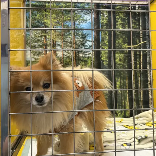 Overnight dog boarding setup at K9 Rox Club